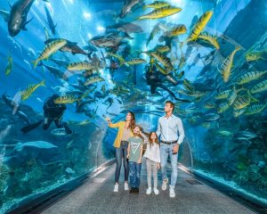 Dubai Mall Aquarium