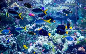 Dubai Mall Aquarium tickets