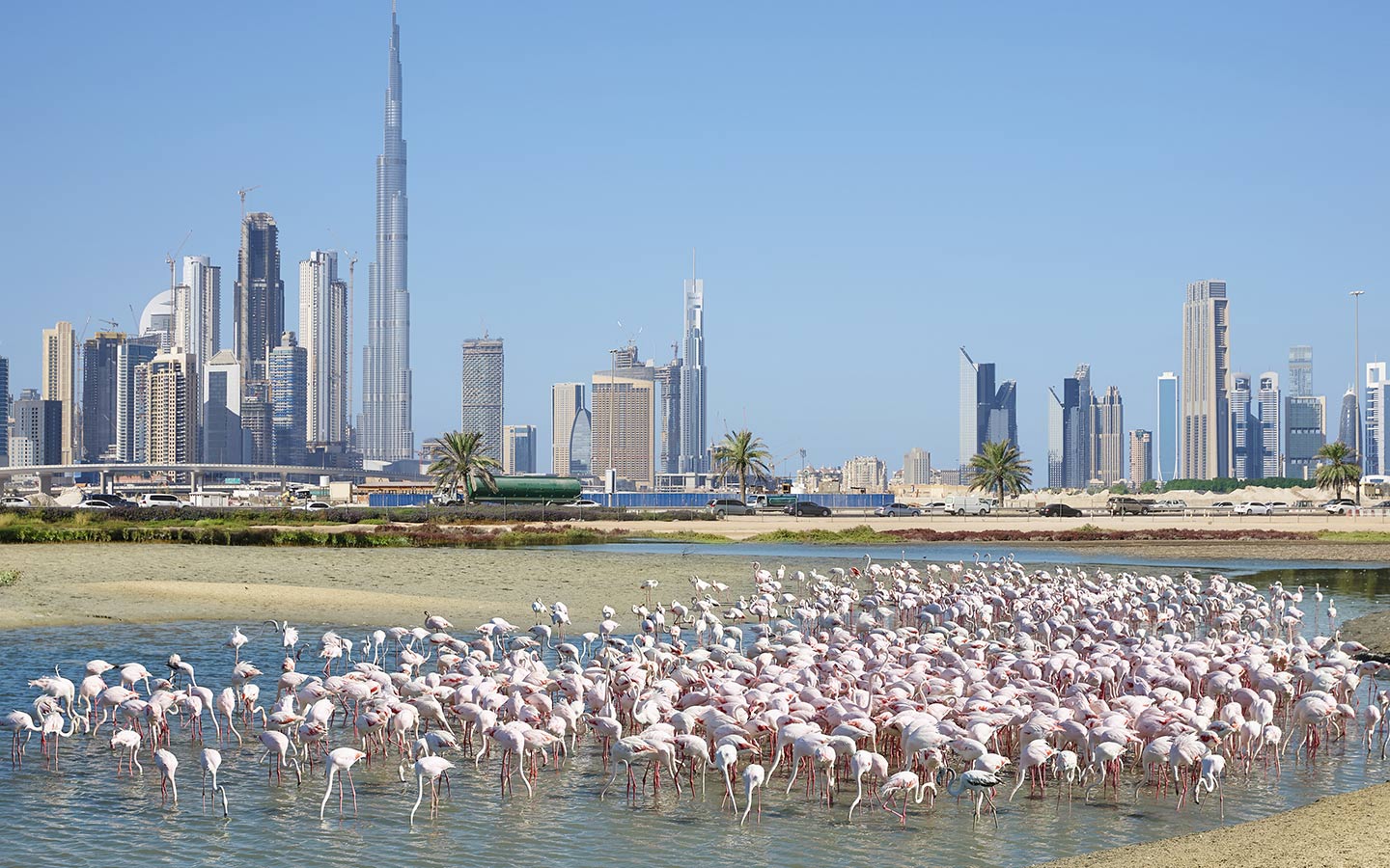محمية رأس الخور للحياة البرية